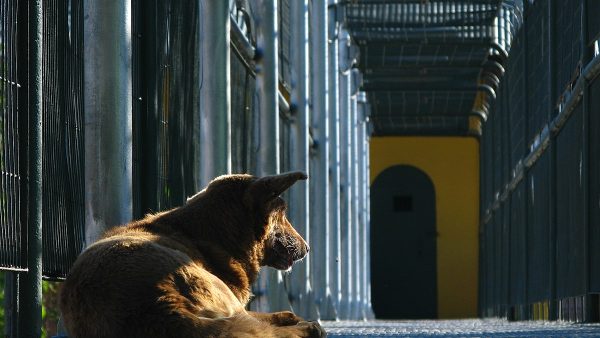 By Roberto Bonvallet from Santiago, Chile - Guardián del Polanco, CC BY-SA 2.0, https://commons.wikimedia.org/w/index.php?curid=64697680