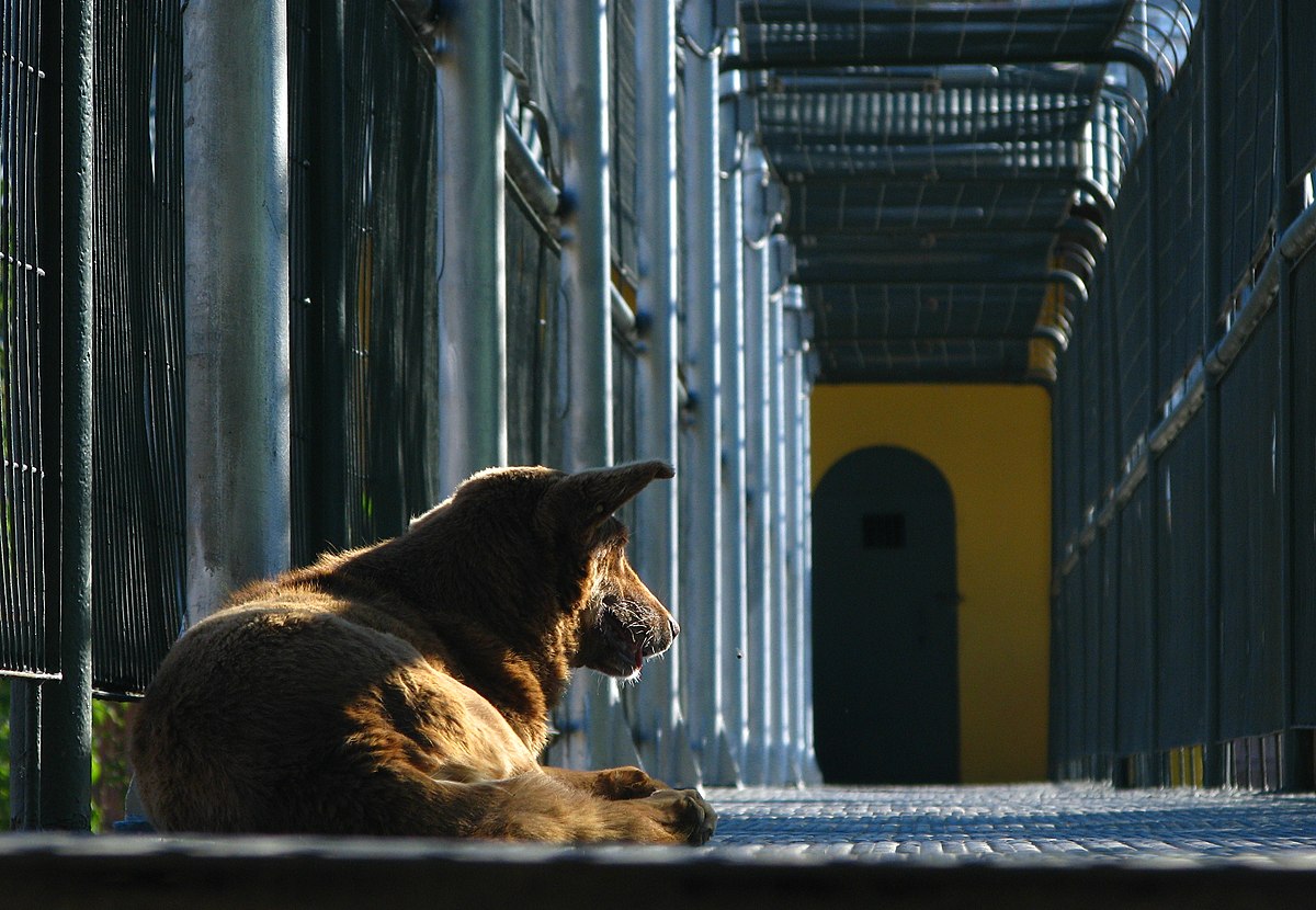 By Roberto Bonvallet from Santiago, Chile - Guardián del Polanco, CC BY-SA 2.0, https://commons.wikimedia.org/w/index.php?curid=64697680