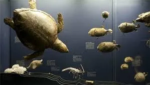 Francisco Fonck Archaeology and History Museum Corporation