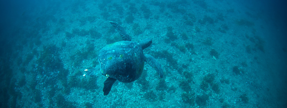 Isla Robinson Crusoe